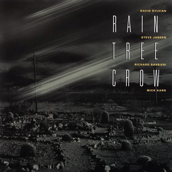 Rain Tree Crow