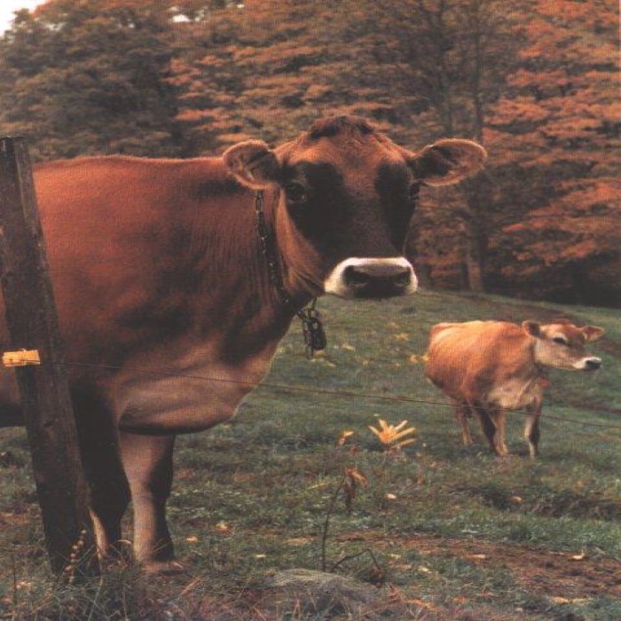 Cows Will Eat the Weeds