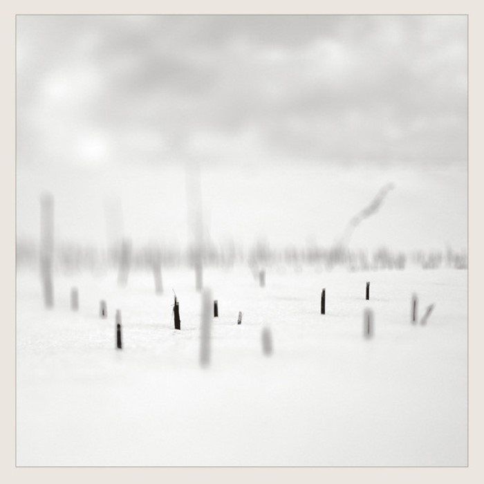 In a Place of Such Graceful Shapes