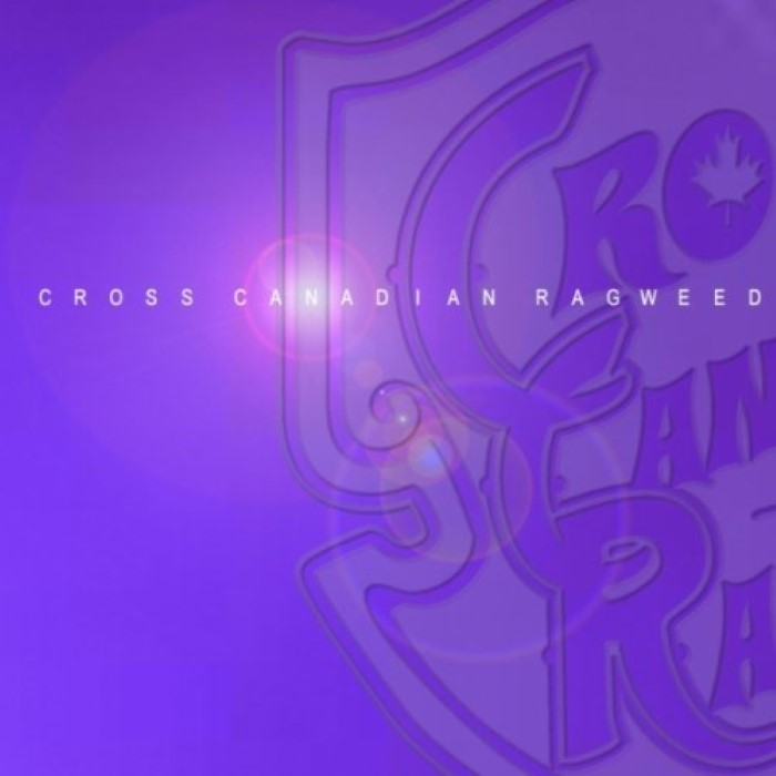 Cross Canadian Ragweed (Purple)